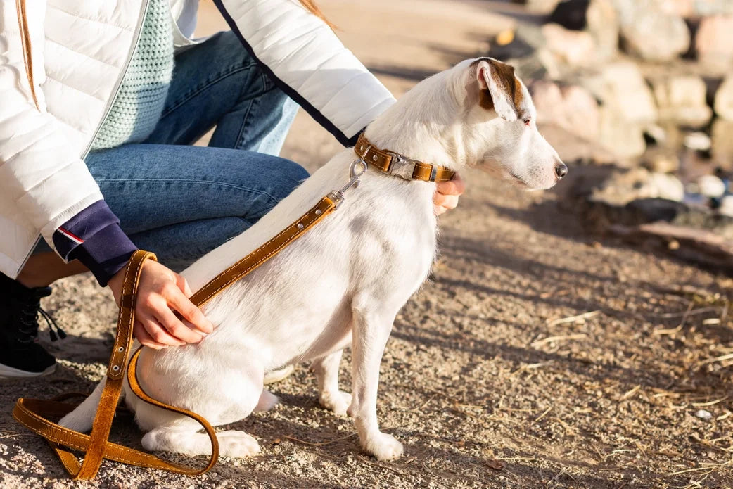 Quick Release Leather Dog Collar