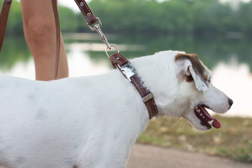 Quick Release Leather Dog Collar